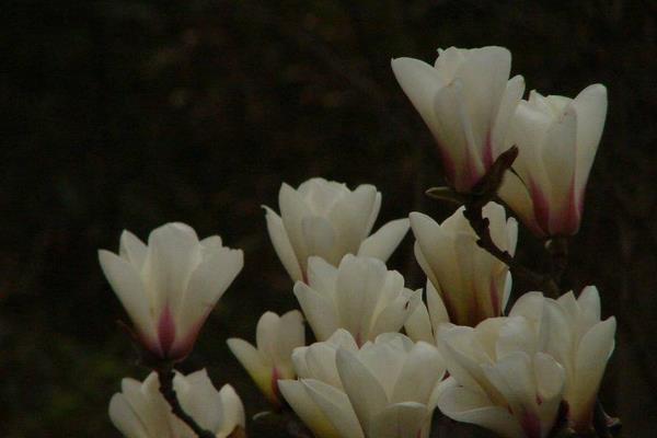 玉蘭花茶的功效與作用及禁忌 玉蘭花茶的做法