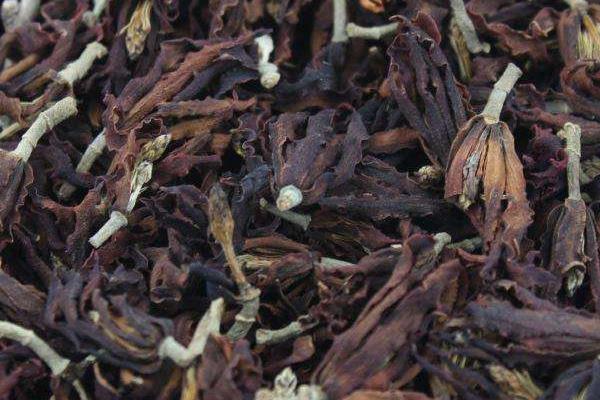 玉蘭花茶的功效與作用及禁忌 玉蘭花茶的做法