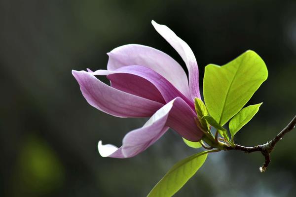 玉蘭花像什么 玉蘭花一年開幾次