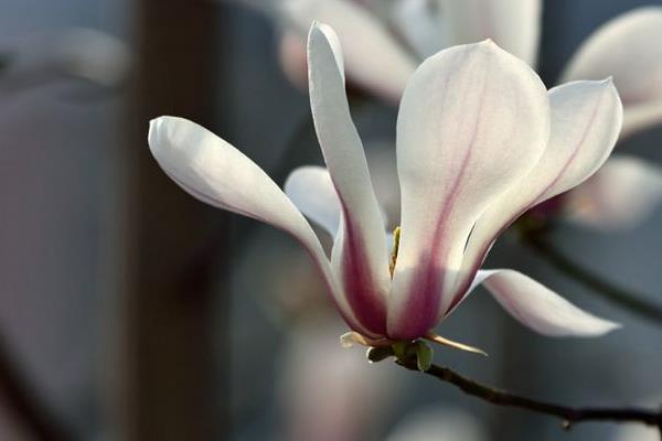 玉蘭花像什么 玉蘭花一年開幾次