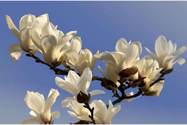 玉蘭花像什么 玉蘭花一年開幾次