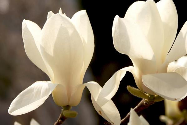 玉蘭花像什么 玉蘭花一年開幾次