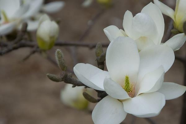 玉蘭花像什么 玉蘭花一年開幾次