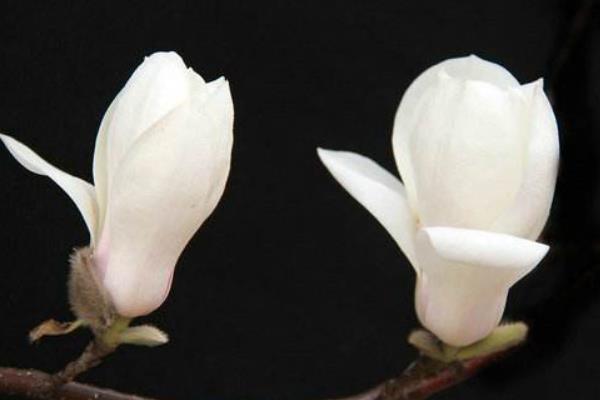 玉蘭花像什么 玉蘭花一年開幾次