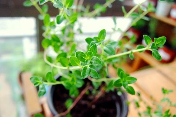 百里香種子市場價格多少錢一斤  百里香種子怎么種