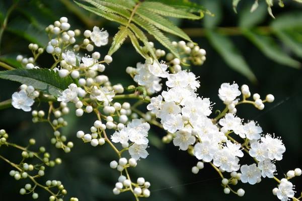 珍珠梅市場價格多少錢一盆  珍珠梅的養殖方法