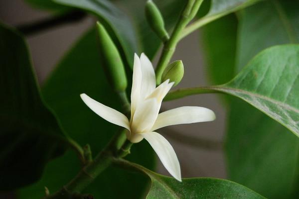 白蘭花和黃角蘭的區(qū)別是什么  白蘭花和白玉蘭的區(qū)別