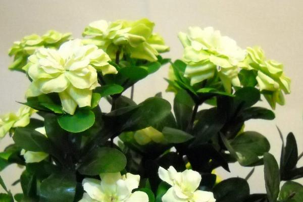 沙漠玫瑰圖片大全 沙漠玫瑰花語及寓意