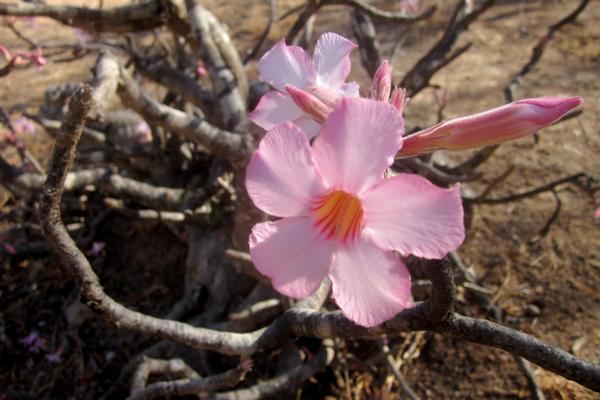 沙漠玫瑰圖片大全 沙漠玫瑰花語及寓意