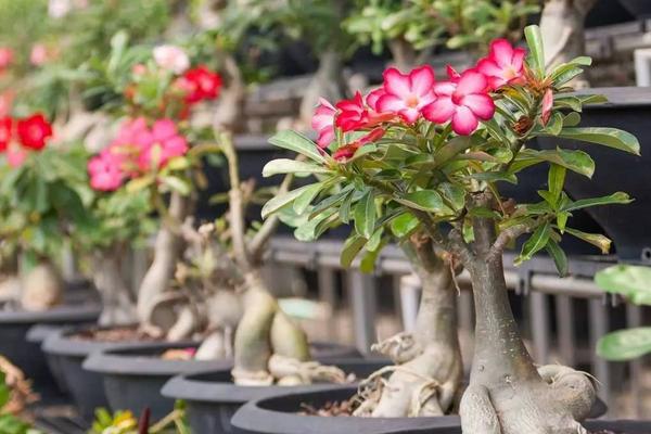 沙漠玫瑰圖片大全 沙漠玫瑰花語及寓意