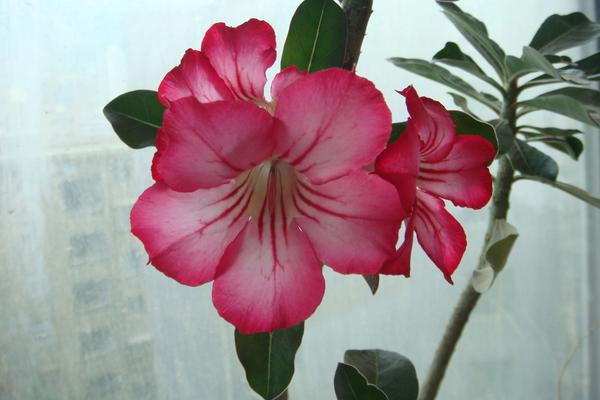 沙漠玫瑰圖片大全 沙漠玫瑰花語及寓意