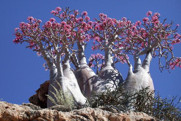 沙漠玫瑰圖片大全 沙漠玫瑰花語及寓意