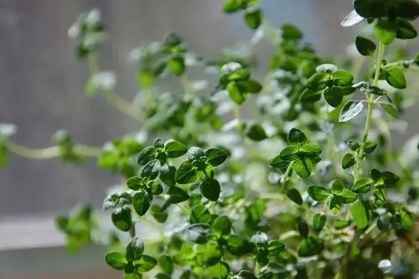 百里香和千里香的區別是什么  百里香的功效和作用