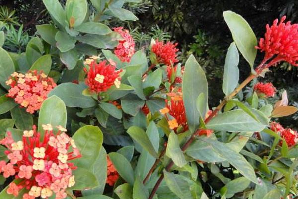 仙丹花怎么養 仙丹花養殖方法與注意事項