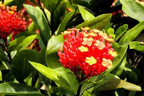 仙丹花怎么養 仙丹花養殖方法與注意事項