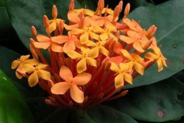 仙丹花怎么養 仙丹花養殖方法與注意事項