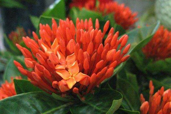 仙丹花怎么養 仙丹花養殖方法與注意事項