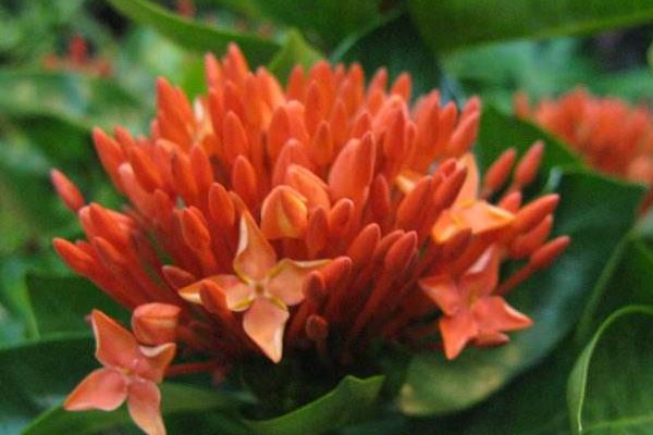 仙丹花怎么養 仙丹花養殖方法與注意事項