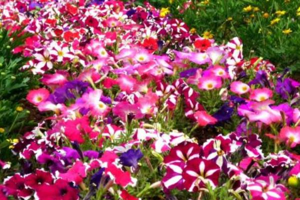 非洲鳳仙市場價格多少錢一盆 非洲鳳仙怎么種