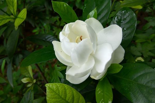 梔子花怎么養 梔子花養殖方法與注意事項