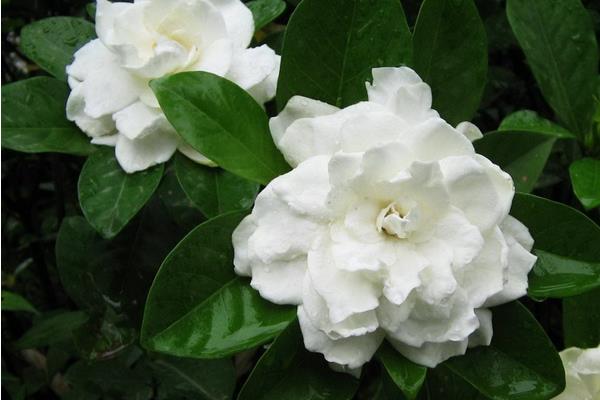 梔子花怎么養 梔子花養殖方法與注意事項