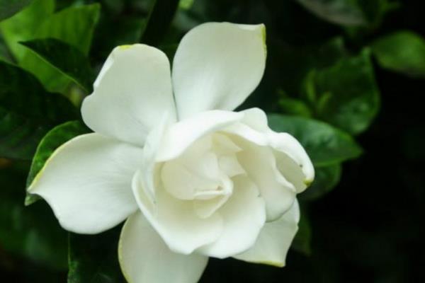 梔子花怎么養 梔子花養殖方法與注意事項