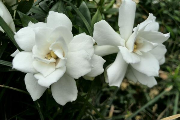 梔子花怎么養 梔子花養殖方法與注意事項