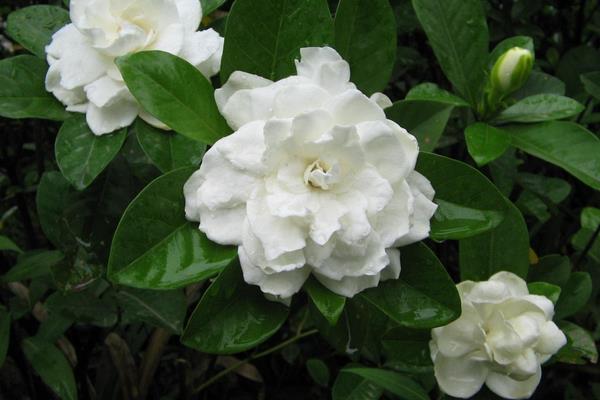 梔子花怎么養 梔子花養殖方法與注意事項