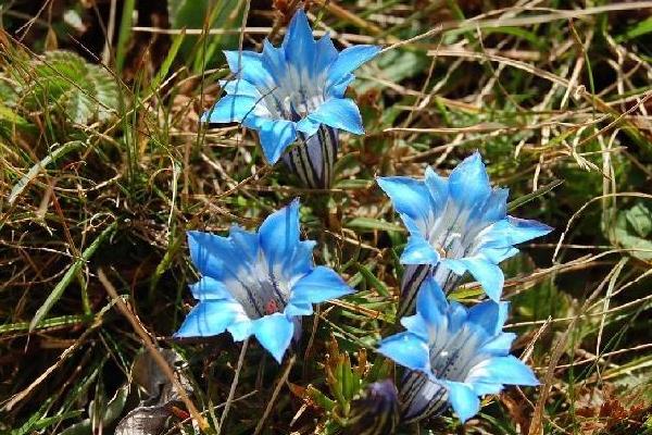 龍膽怎么種 龍膽種植方法與注意事項(xiàng)