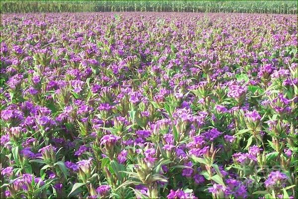 龍膽功效與作用及禁忌 龍膽藥用價值