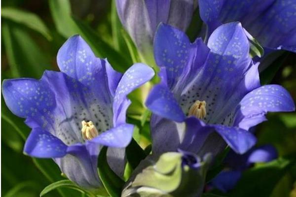 龍膽功效與作用及禁忌 龍膽藥用價(jià)值