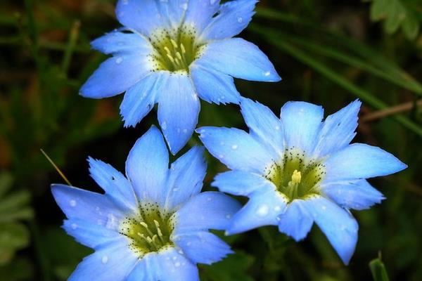 龍膽功效與作用及禁忌 龍膽藥用價(jià)值