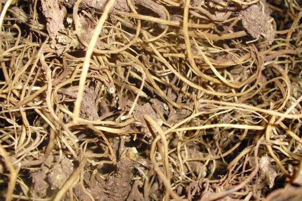 龍膽功效與作用及禁忌 龍膽藥用價(jià)值