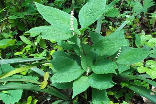 金粟蘭功效與作用 金粟蘭藥用價值