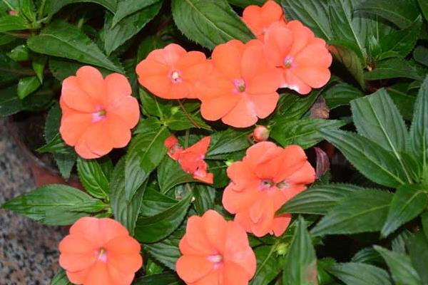 非洲鳳仙有毒嗎 非洲鳳仙能放在室內臥室嗎