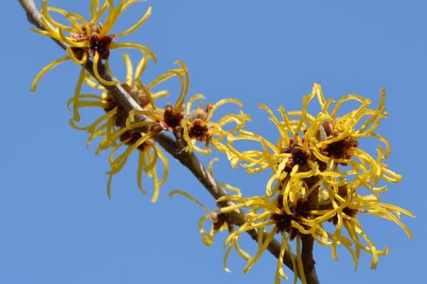 金縷梅怎么種 金縷梅種植方法與注意事項