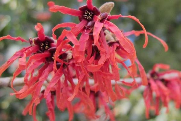 金縷梅怎么種 金縷梅種植方法與注意事項