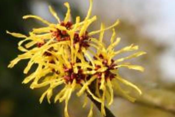 金縷梅怎么種 金縷梅種植方法與注意事項