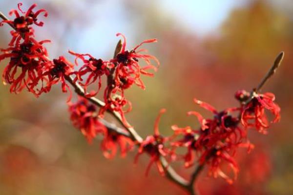 金縷梅怎么種 金縷梅種植方法與注意事項