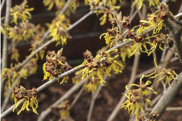 金縷梅怎么種 金縷梅種植方法與注意事項