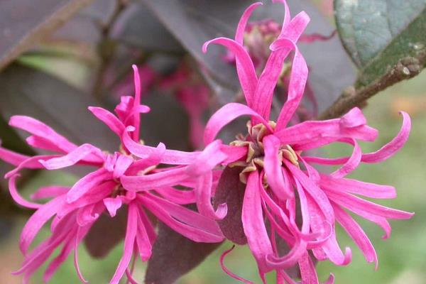 金縷梅怎么種 金縷梅種植方法與注意事項