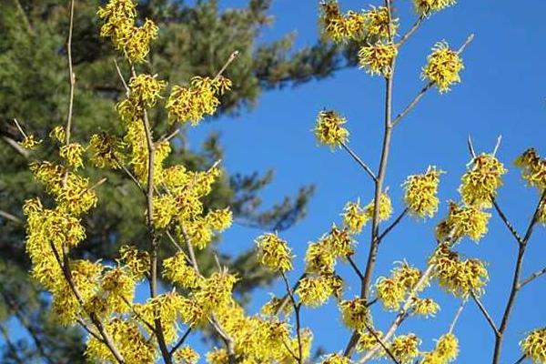 金縷梅怎么種 金縷梅種植方法與注意事項