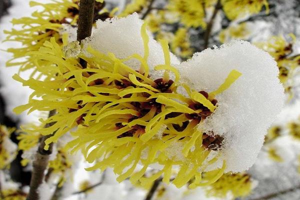 金縷梅功效與作用及禁忌 金縷梅藥用價值