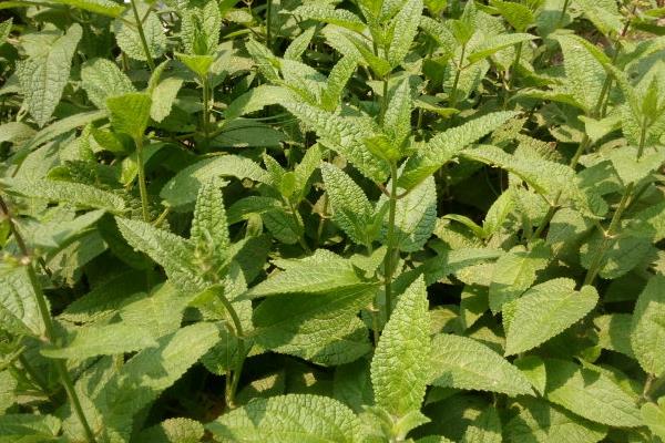 甘露子市場價格多少錢一斤 甘露子的種植時間