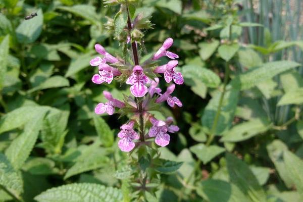 甘露子功效與作用及禁忌 甘露子藥用價(jià)值