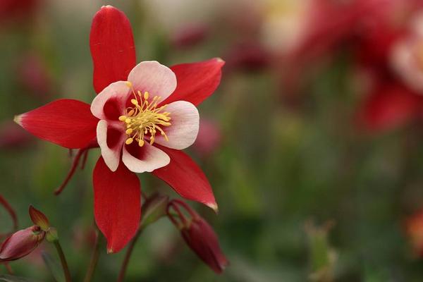 耬斗菜種子市場價格多少錢一斤 耬斗菜種子怎么種