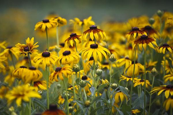 黑眼蘇珊怎么養 黑眼蘇珊養殖方法與注意事項