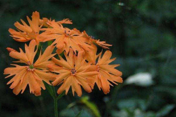 剪秋羅怎么種 剪秋羅種植方法與注意事項