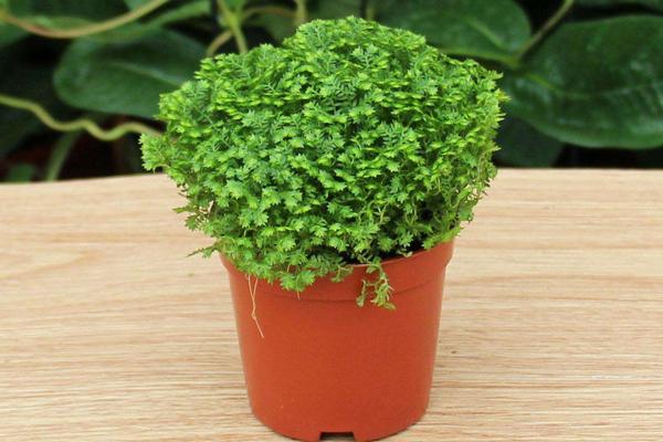 綠地珊瑚蕨怎么澆水（多久澆一次） 綠地珊瑚蕨怎么施肥