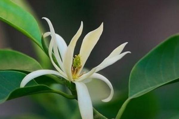 白蘭花市場(chǎng)價(jià)格多少錢一盆 盆栽的白蘭花該怎么養(yǎng)